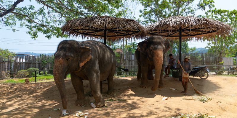 Phuket Elephant Sanctuary